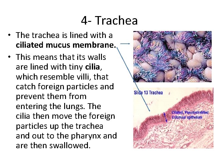 4 - Trachea • The trachea is lined with a ciliated mucus membrane. •