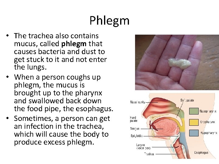 Phlegm • The trachea also contains mucus, called phlegm that causes bacteria and dust