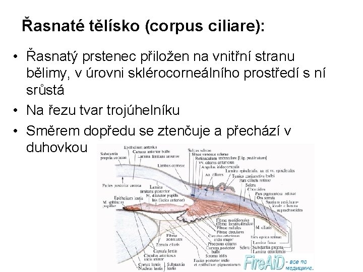Řasnaté tělísko (corpus ciliare): • Řasnatý prstenec přiložen na vnitřní stranu bělimy, v úrovni