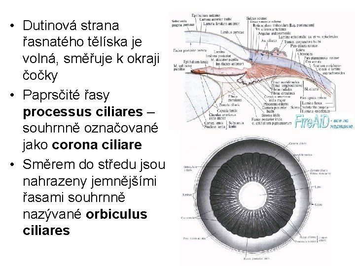  • Dutinová strana řasnatého tělíska je volná, směřuje k okraji čočky • Paprsčité