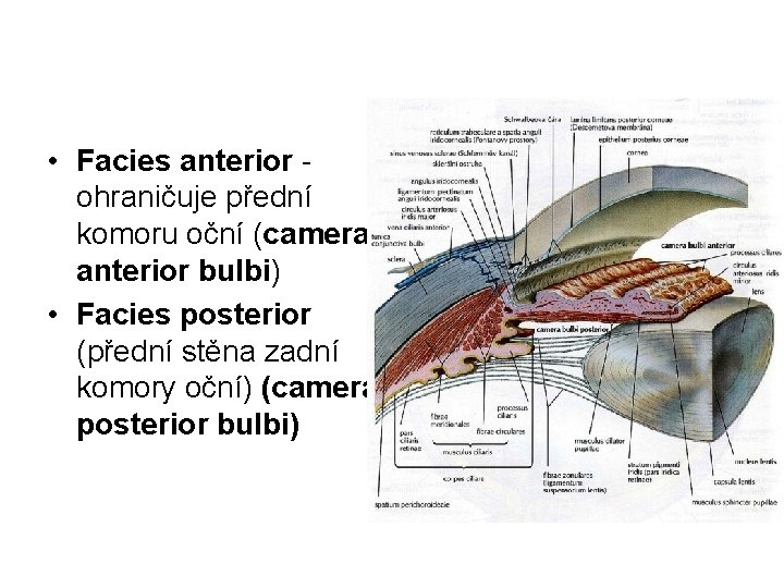  • Facies anterior ohraničuje přední komoru oční (camera anterior bulbi) • Facies posterior