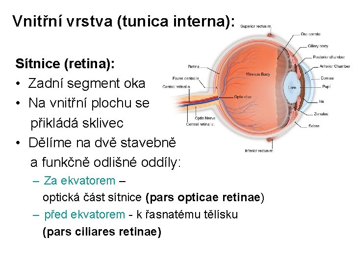 Vnitřní vrstva (tunica interna): Sítnice (retina): • Zadní segment oka • Na vnitřní plochu