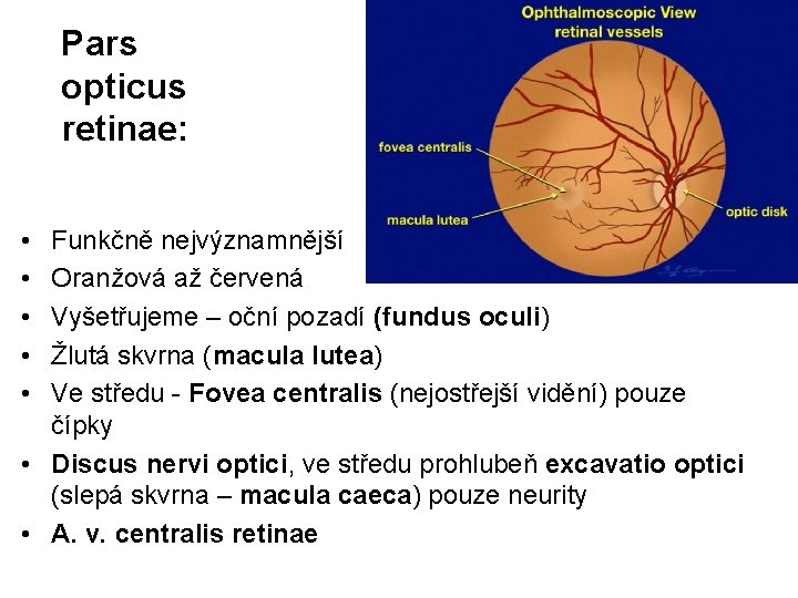 Pars opticus retinae: • • • Funkčně nejvýznamnější Oranžová až červená Vyšetřujeme – oční