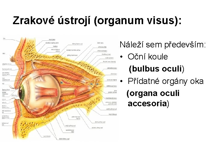 Zrakové ústrojí (organum visus): Náleží sem především: • Oční koule (bulbus oculi) • Přídatné