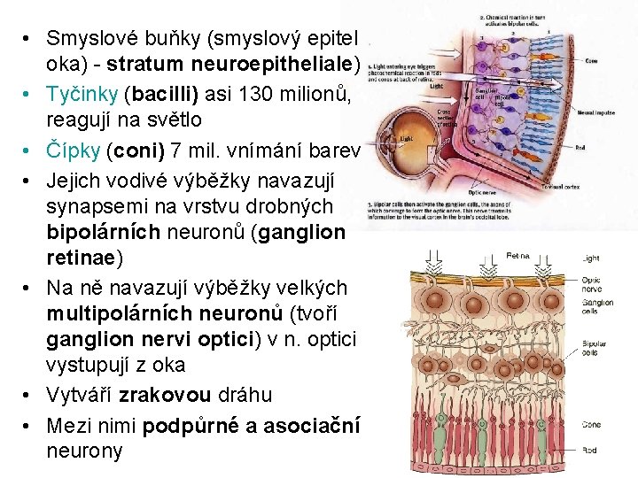  • Smyslové buňky (smyslový epitel oka) - stratum neuroepitheliale) • Tyčinky (bacilli) asi