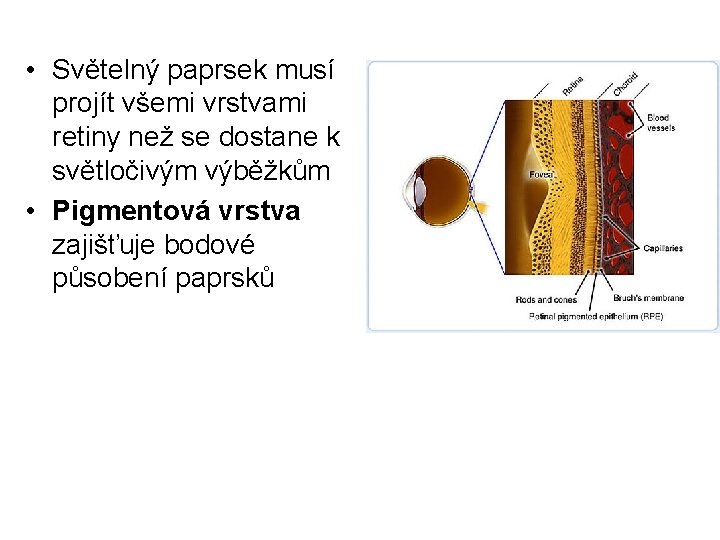  • Světelný paprsek musí projít všemi vrstvami retiny než se dostane k světločivým