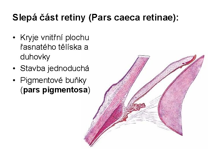 Slepá část retiny (Pars caeca retinae): • Kryje vnitřní plochu řasnatého tělíska a duhovky