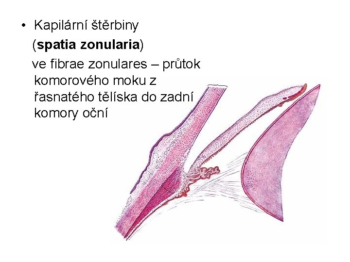  • Kapilární štěrbiny (spatia zonularia) ve fibrae zonulares – průtok komorového moku z