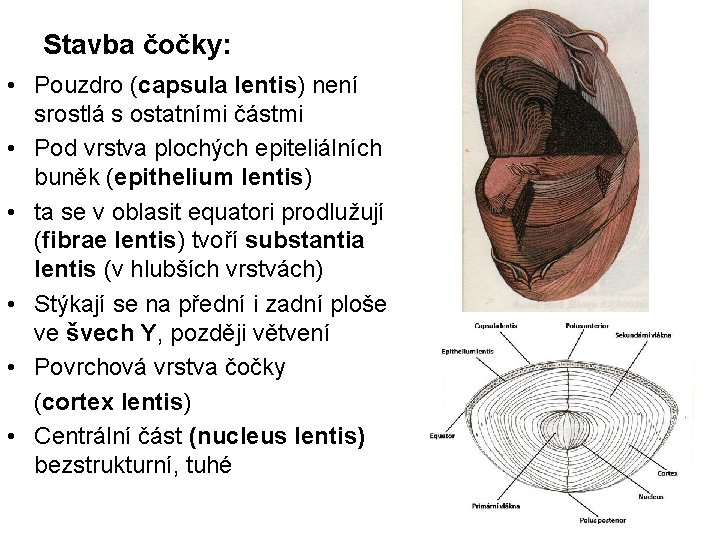 Stavba čočky: • Pouzdro (capsula lentis) není srostlá s ostatními částmi • Pod vrstva