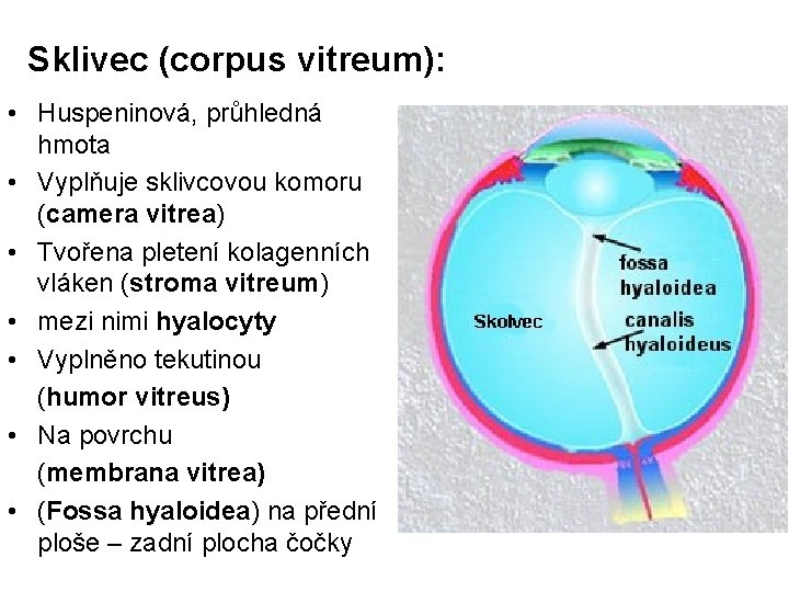 Sklivec (corpus vitreum): • Huspeninová, průhledná hmota • Vyplňuje sklivcovou komoru (camera vitrea) •