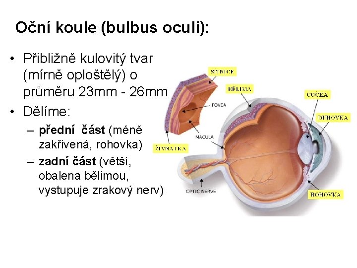 Oční koule (bulbus oculi): • Přibližně kulovitý tvar (mírně oploštělý) o průměru 23 mm
