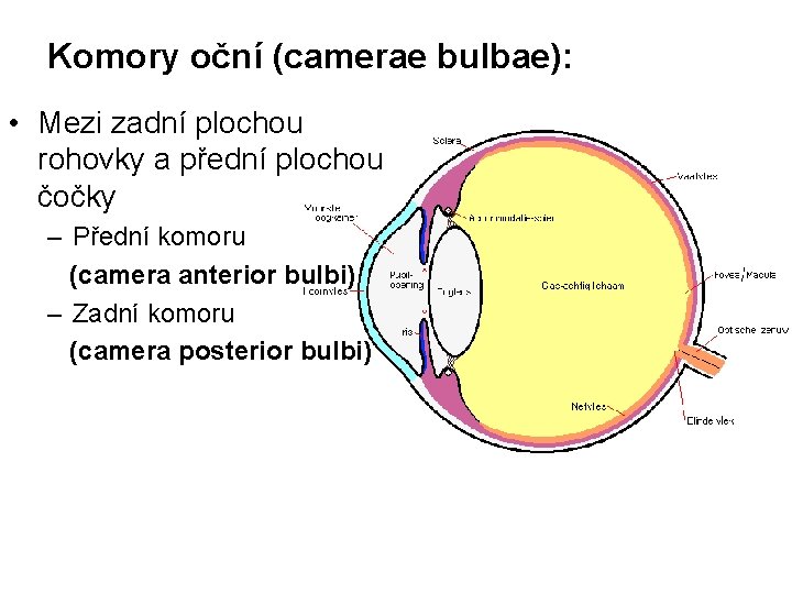 Komory oční (camerae bulbae): • Mezi zadní plochou rohovky a přední plochou čočky –