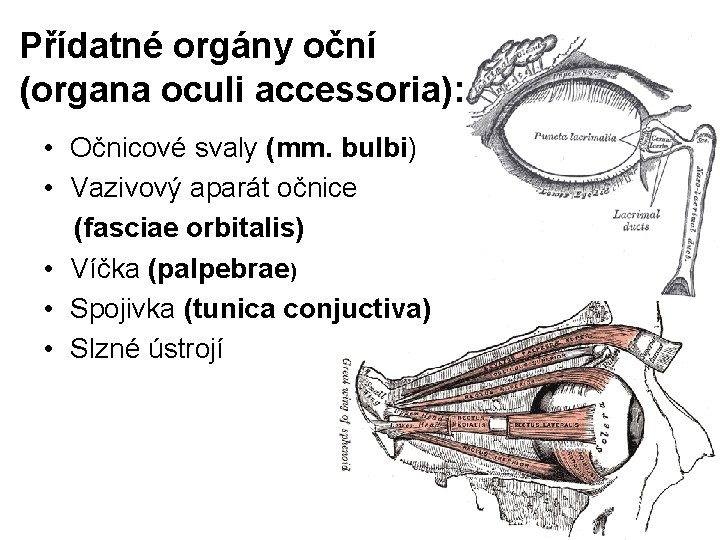 Přídatné orgány oční (organa oculi accessoria): • Očnicové svaly (mm. bulbi) • Vazivový aparát