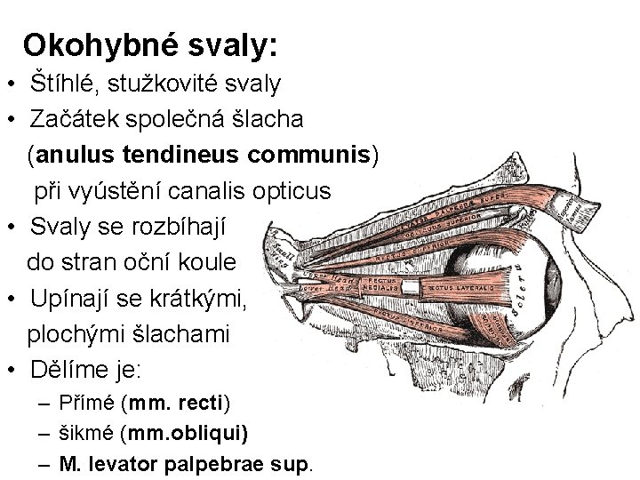 Okohybné svaly: • Štíhlé, stužkovité svaly • Začátek společná šlacha (anulus tendineus communis) při