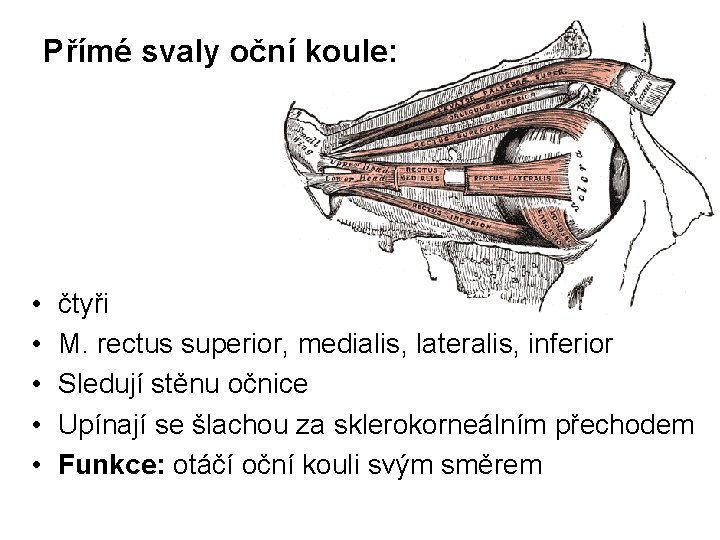 Přímé svaly oční koule: • • • čtyři M. rectus superior, medialis, lateralis, inferior