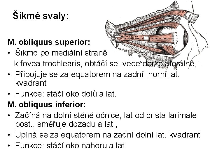 Šikmé svaly: M. obliquus superior: • Šikmo po mediální straně k fovea trochlearis, obtáčí