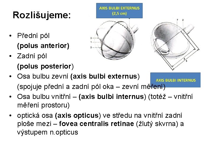 Rozlišujeme: • Přední pól (polus anterior) • Zadní pól (polus posterior) • Osa bulbu