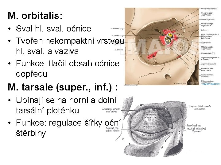 M. orbitalis: • Sval hl. sval. očnice • Tvořen nekompaktní vrstvou hl. sval. a