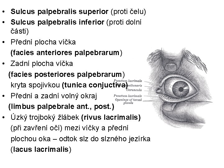  • Sulcus palpebralis superior (proti čelu) • Sulcus palpebralis inferior (proti dolní části)
