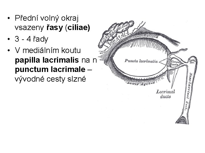  • Přední volný okraj vsazeny řasy (ciliae) • 3 - 4 řady •