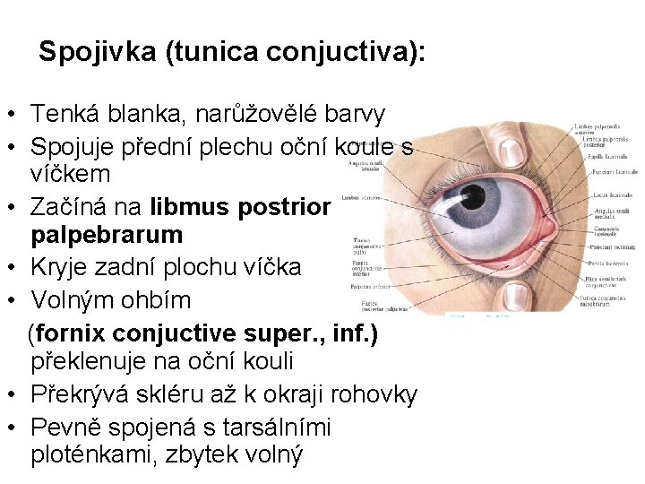Spojivka (tunica conjuctiva): • Tenká blanka, narůžovělé barvy • Spojuje přední plechu oční koule