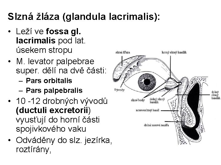 Slzná žláza (glandula lacrimalis): • Leží ve fossa gl. lacrimalis pod lat. úsekem stropu