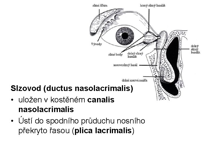 Slzovod (ductus nasolacrimalis) • uložen v kostěném canalis nasolacrimalis • Ústí do spodního průduchu