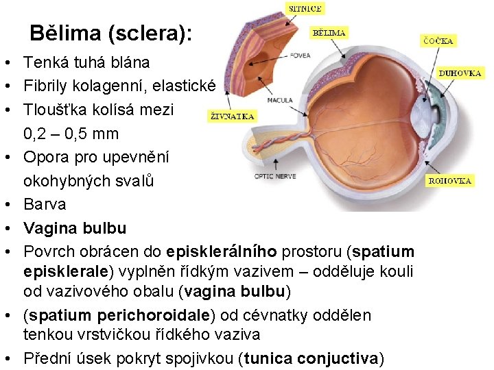 Bělima (sclera): • Tenká tuhá blána • Fibrily kolagenní, elastické • Tloušťka kolísá mezi