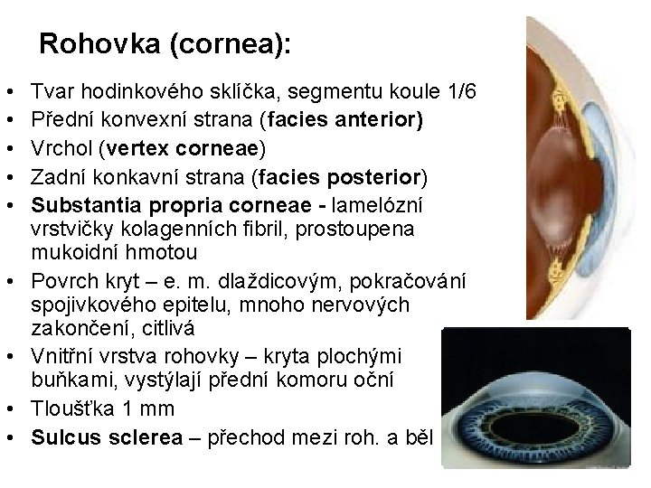 Rohovka (cornea): • • • Tvar hodinkového sklíčka, segmentu koule 1/6 Přední konvexní strana