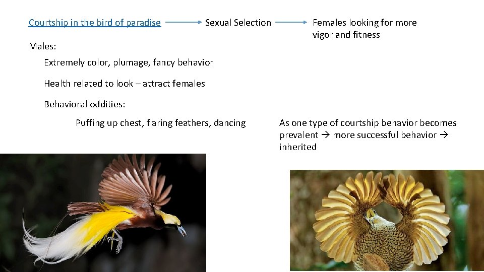 Courtship in the bird of paradise Sexual Selection Males: Females looking for more vigor