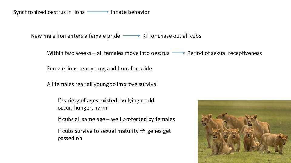 Synchronized oestrus in lions Innate behavior New male lion enters a female pride Kill