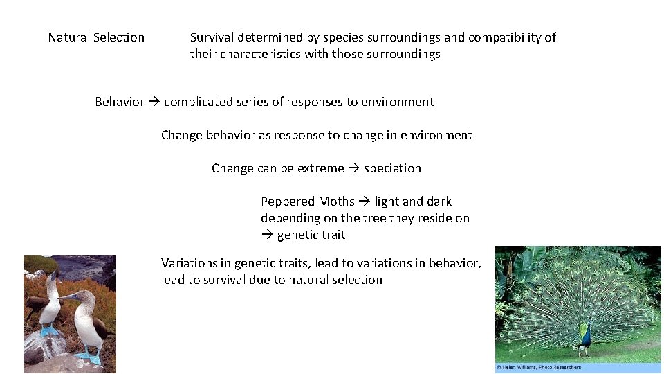 Natural Selection Survival determined by species surroundings and compatibility of their characteristics with those
