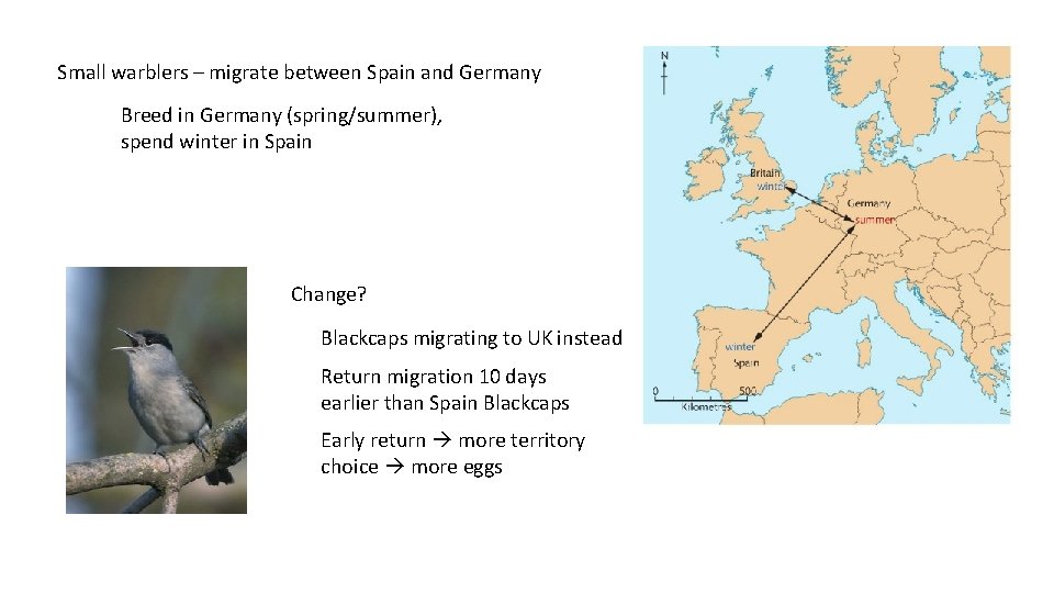 Small warblers – migrate between Spain and Germany Breed in Germany (spring/summer), spend winter
