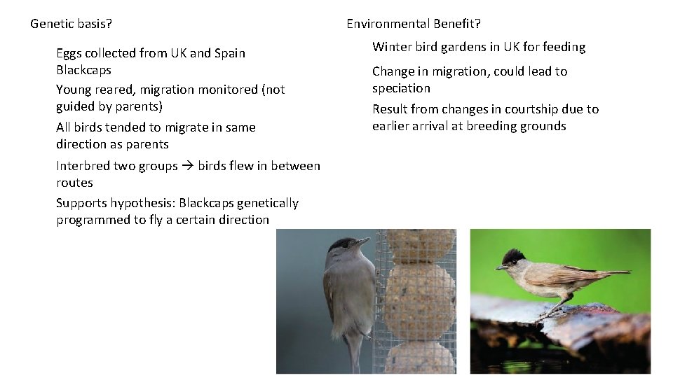 Genetic basis? Eggs collected from UK and Spain Blackcaps Young reared, migration monitored (not