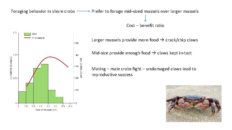Foraging behavior in shore crabs Prefer to forage mid-sized mussels over larger mussels Cost