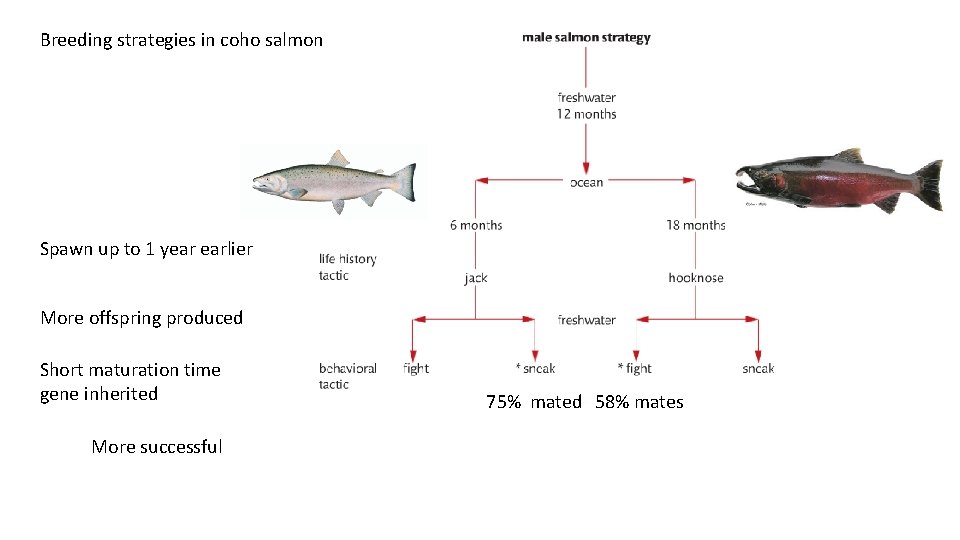 Breeding strategies in coho salmon Spawn up to 1 year earlier More offspring produced