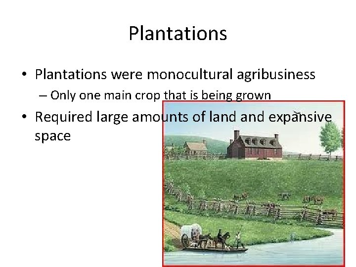 Plantations • Plantations were monocultural agribusiness – Only one main crop that is being