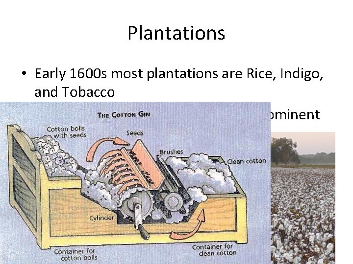 Plantations • Early 1600 s most plantations are Rice, Indigo, and Tobacco • 1790