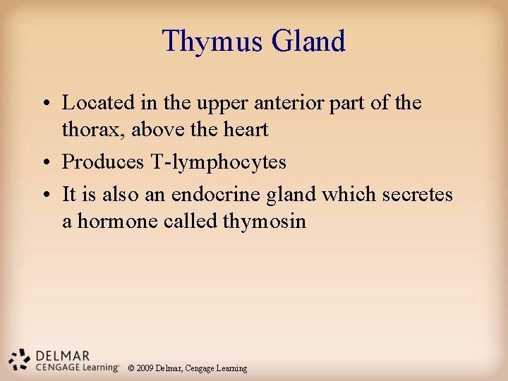 Thymus Gland • Located in the upper anterior part of the thorax, above the