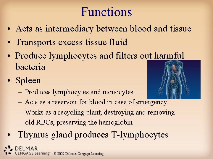 Functions • Acts as intermediary between blood and tissue • Transports excess tissue fluid