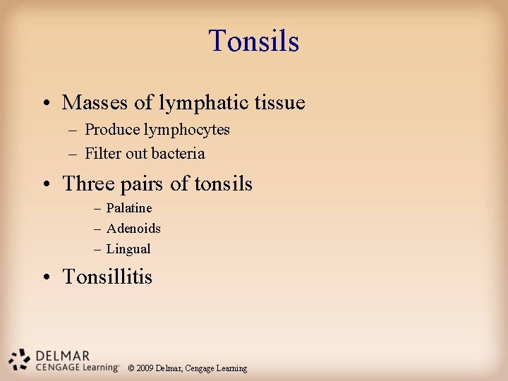 Tonsils • Masses of lymphatic tissue – Produce lymphocytes – Filter out bacteria •