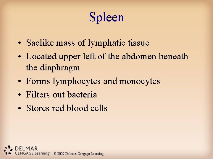 Spleen • Saclike mass of lymphatic tissue • Located upper left of the abdomen