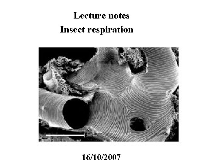 Lecture notes Insect respiration 16/10/2007 