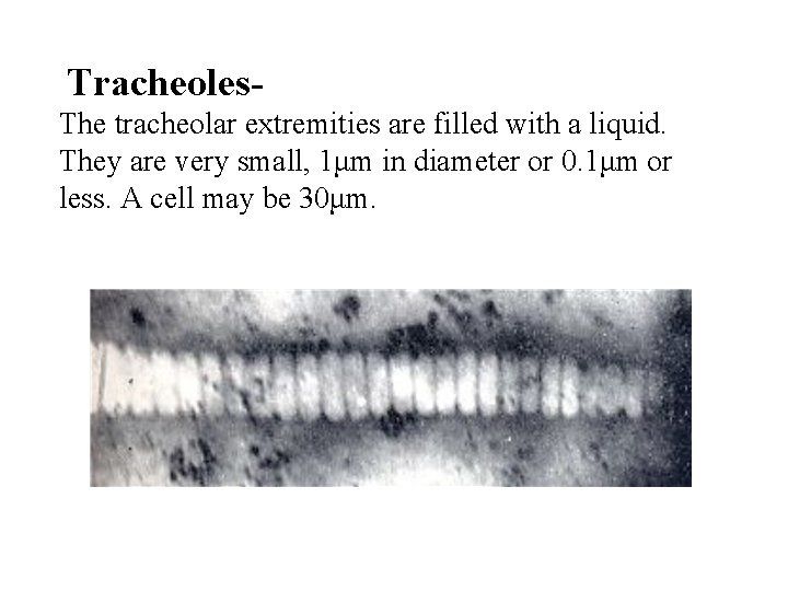 Tracheoles. The tracheolar extremities are filled with a liquid. They are very small, 1μm
