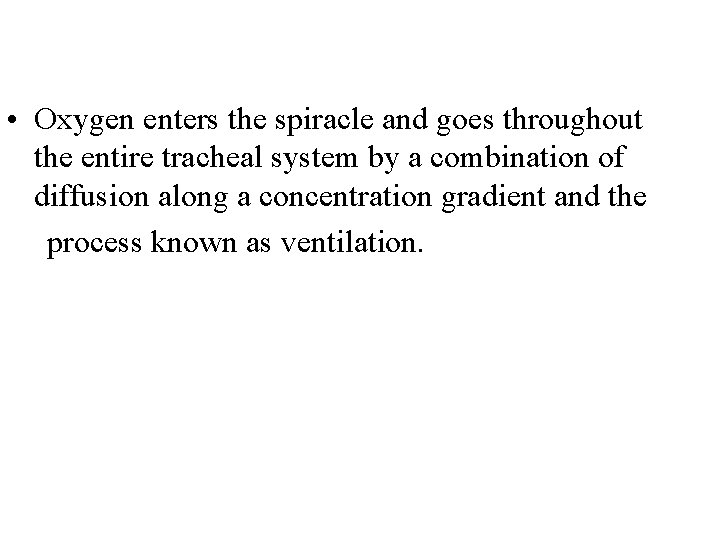  • Oxygen enters the spiracle and goes throughout the entire tracheal system by