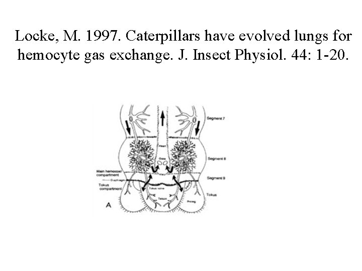 Locke, M. 1997. Caterpillars have evolved lungs for hemocyte gas exchange. J. Insect Physiol.