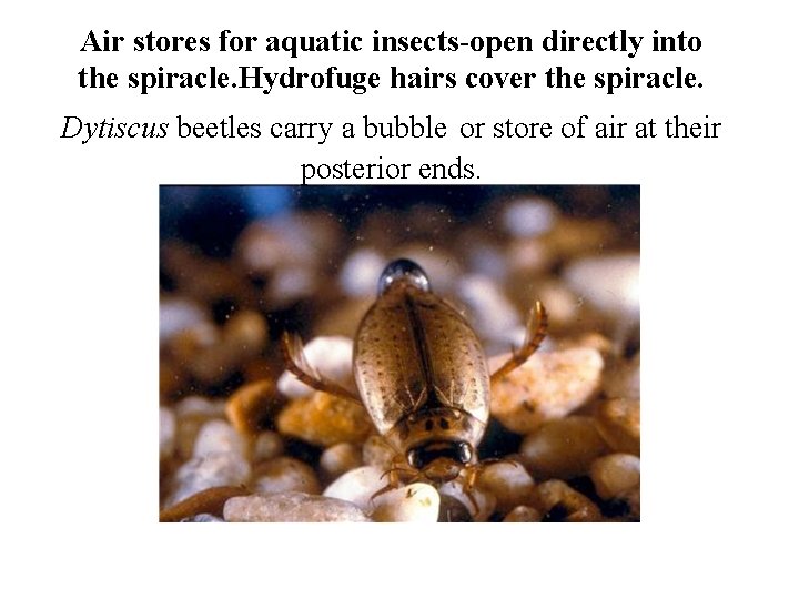 Air stores for aquatic insects-open directly into the spiracle. Hydrofuge hairs cover the spiracle.
