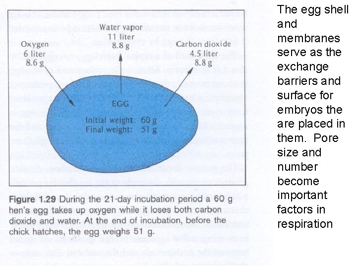 The egg shell and membranes serve as the exchange barriers and surface for embryos