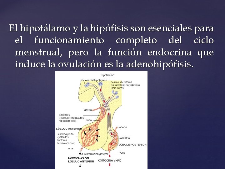 El hipotálamo y la hipófisis son esenciales para el funcionamiento completo del ciclo menstrual,