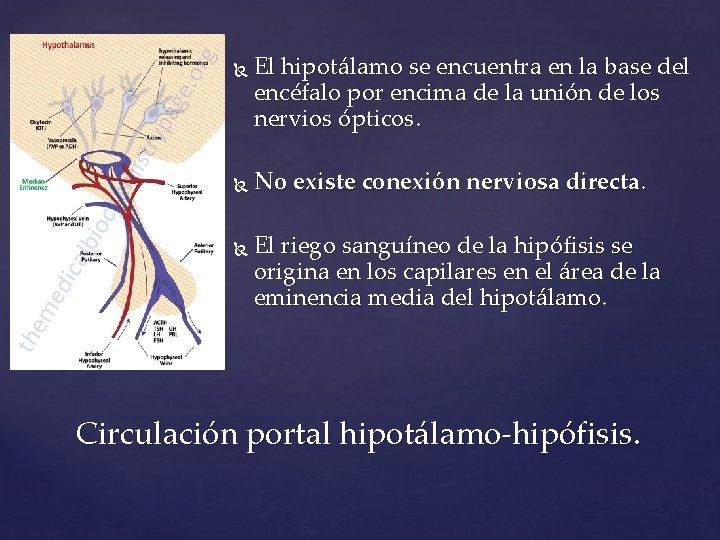  El hipotálamo se encuentra en la base del encéfalo por encima de la